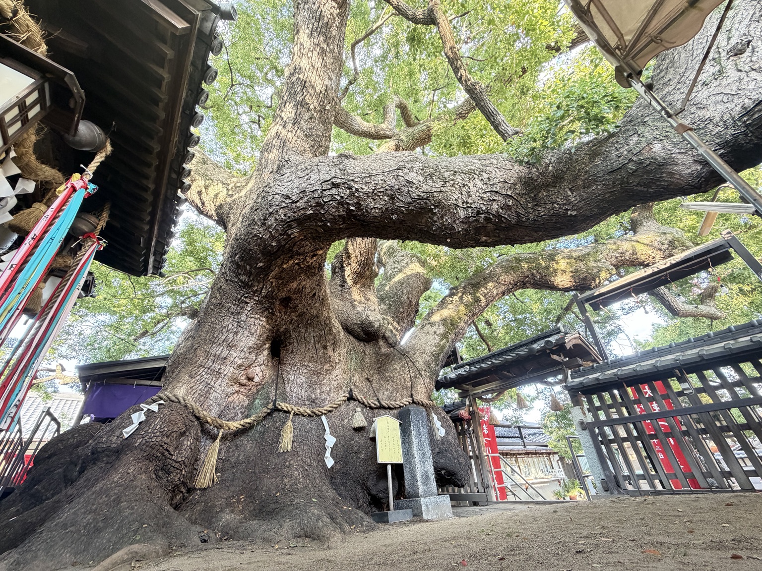 三島神社の薫蓋樟
